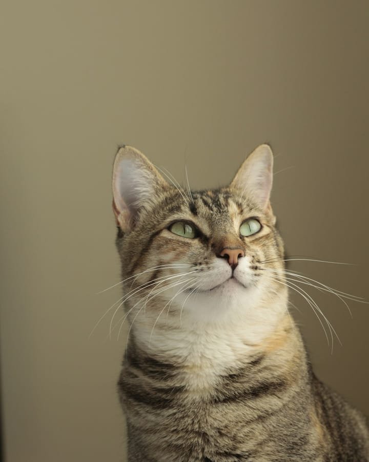 Gato malhado de olhos verdes olhando para cima