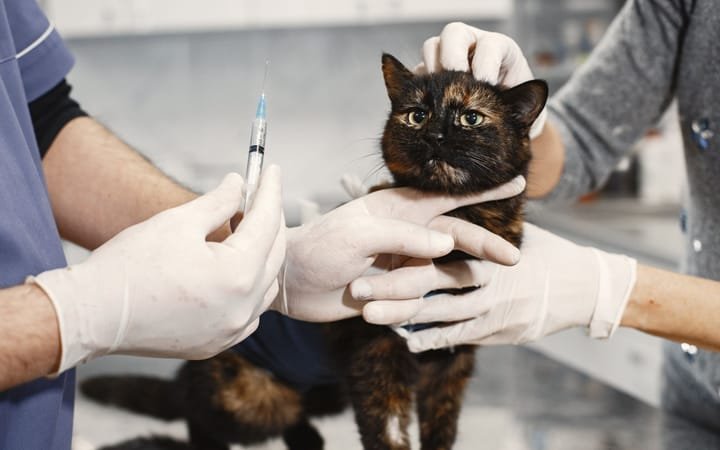 Gato sendo segurado com cuidado enquanto o veterinário prepara a vacina