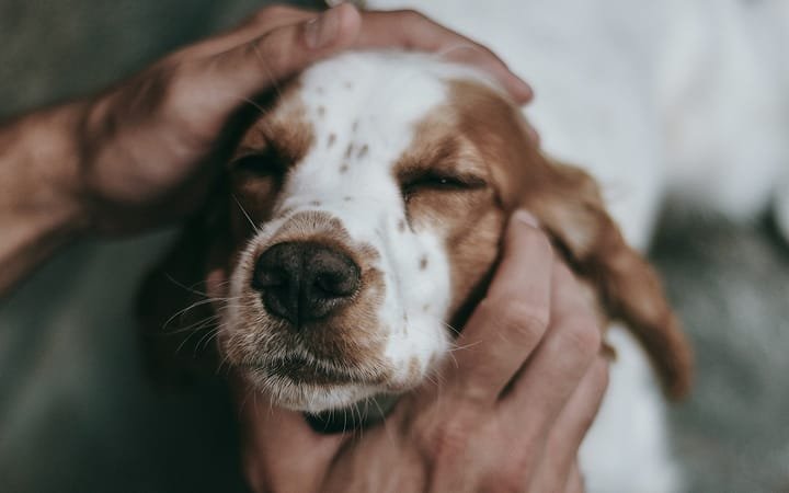 Cão de olhos fechados recebendo carinho no rosto